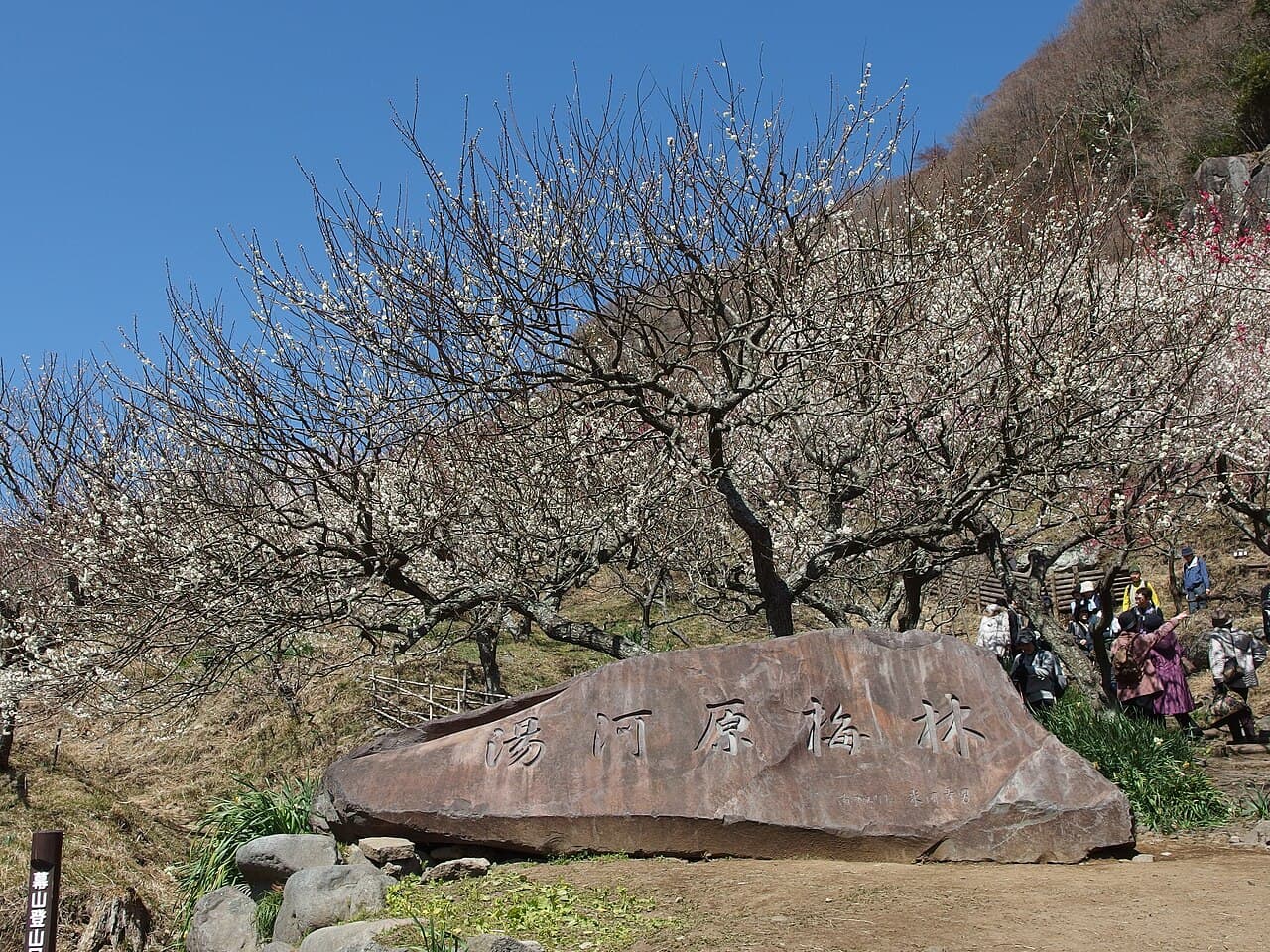 Plum blossoms and the Yugawara Bairin stone marker at Makuyama Park.