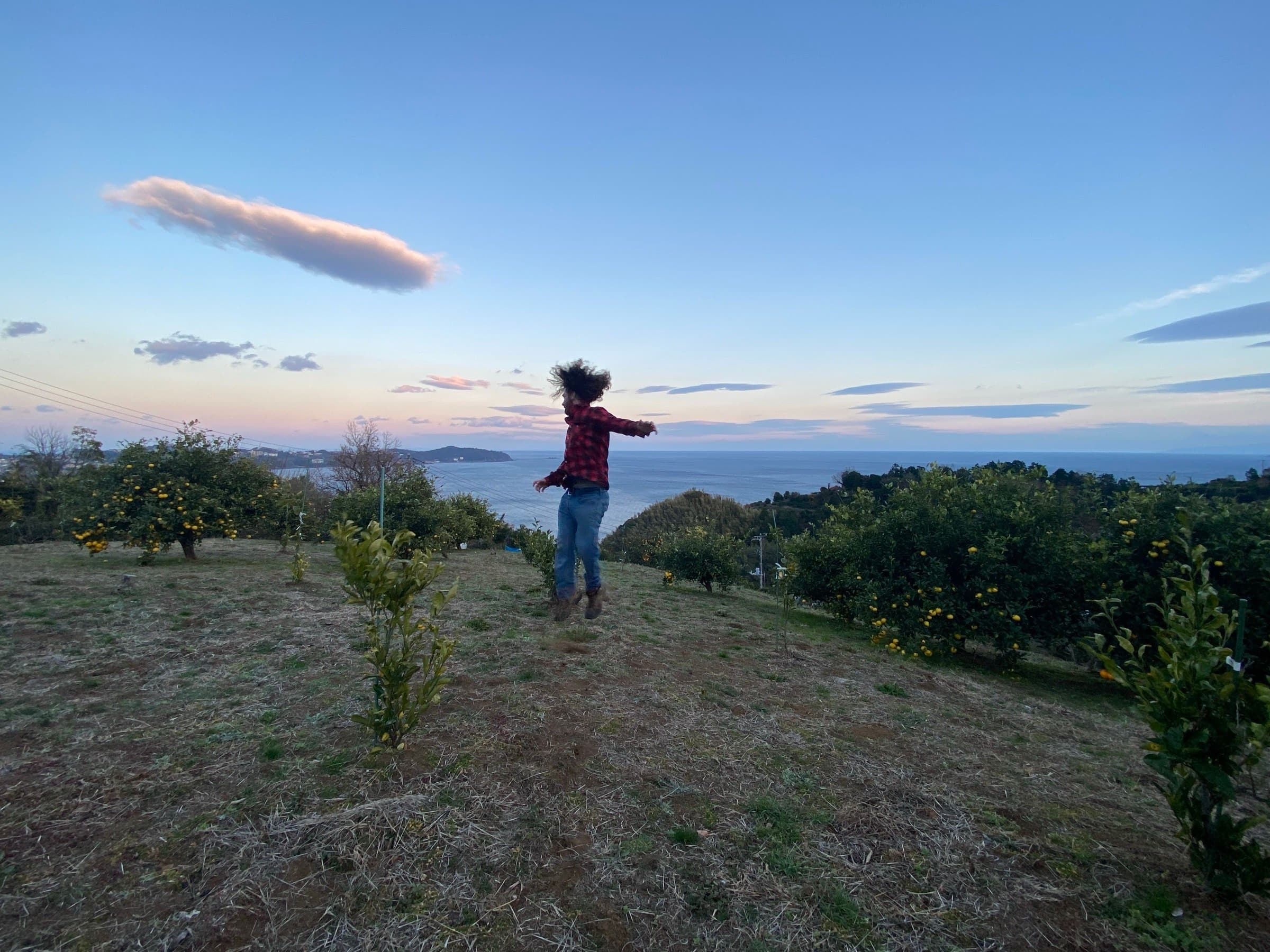 Mikan orchard on a Yugawara hillside at golden hour, ocean visible beyond