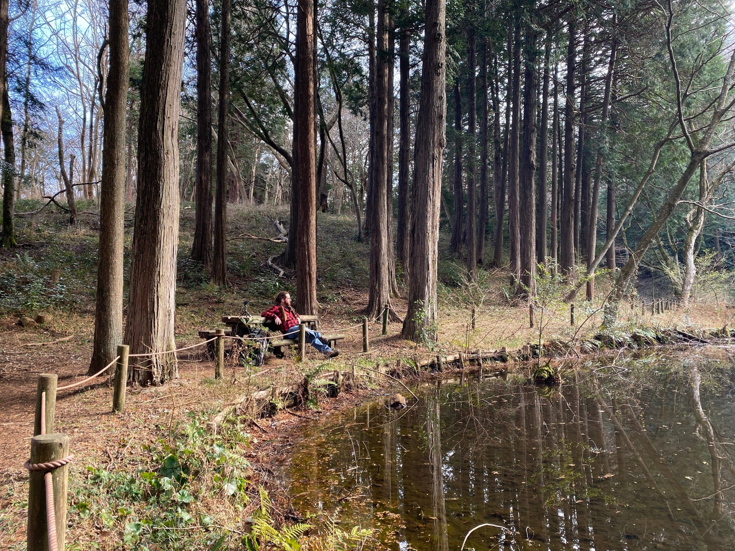 Quiet forest pond in Manyo Park, cedar trees reflecting on still water