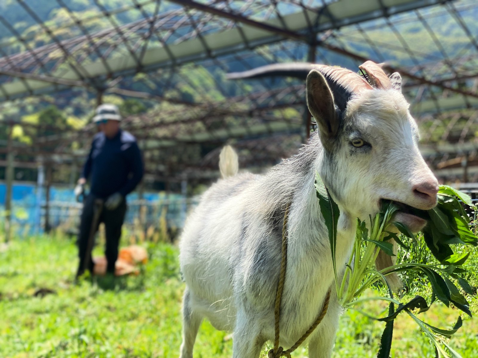 A white goat eating leafy greens in a farm enclosure