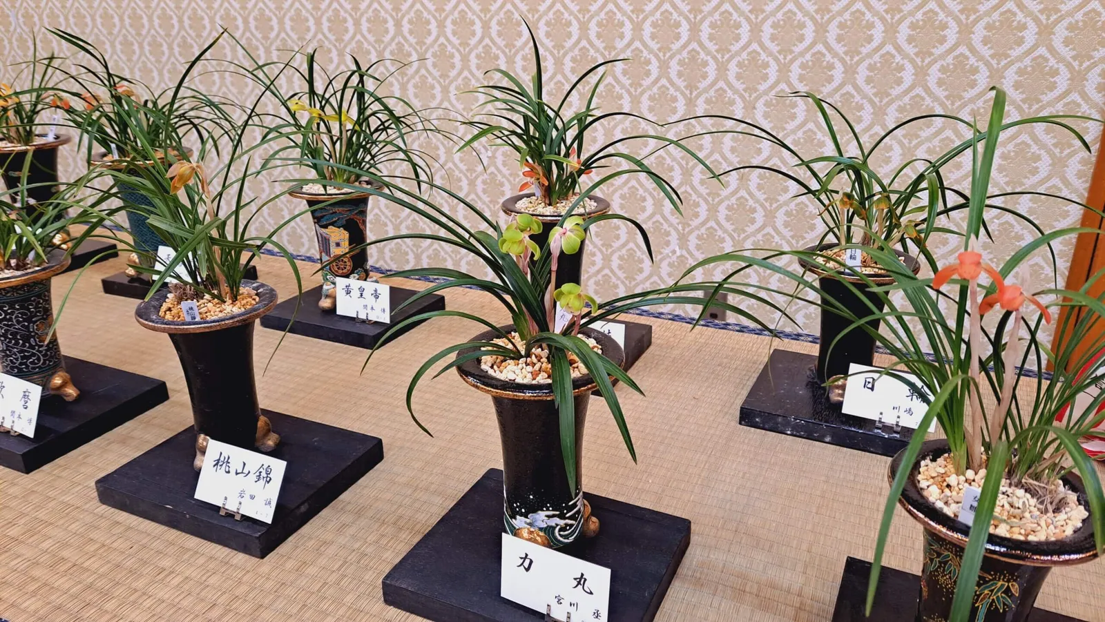 展示された東洋蘭