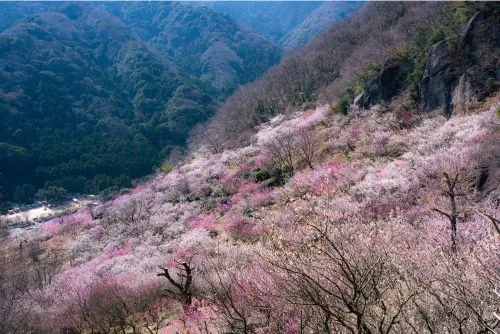 湯河原梅林「梅の宴」
