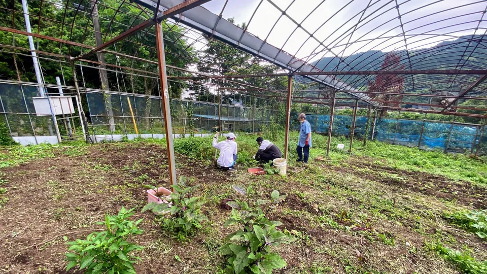 People clearing overgrowth beneath a farm structure