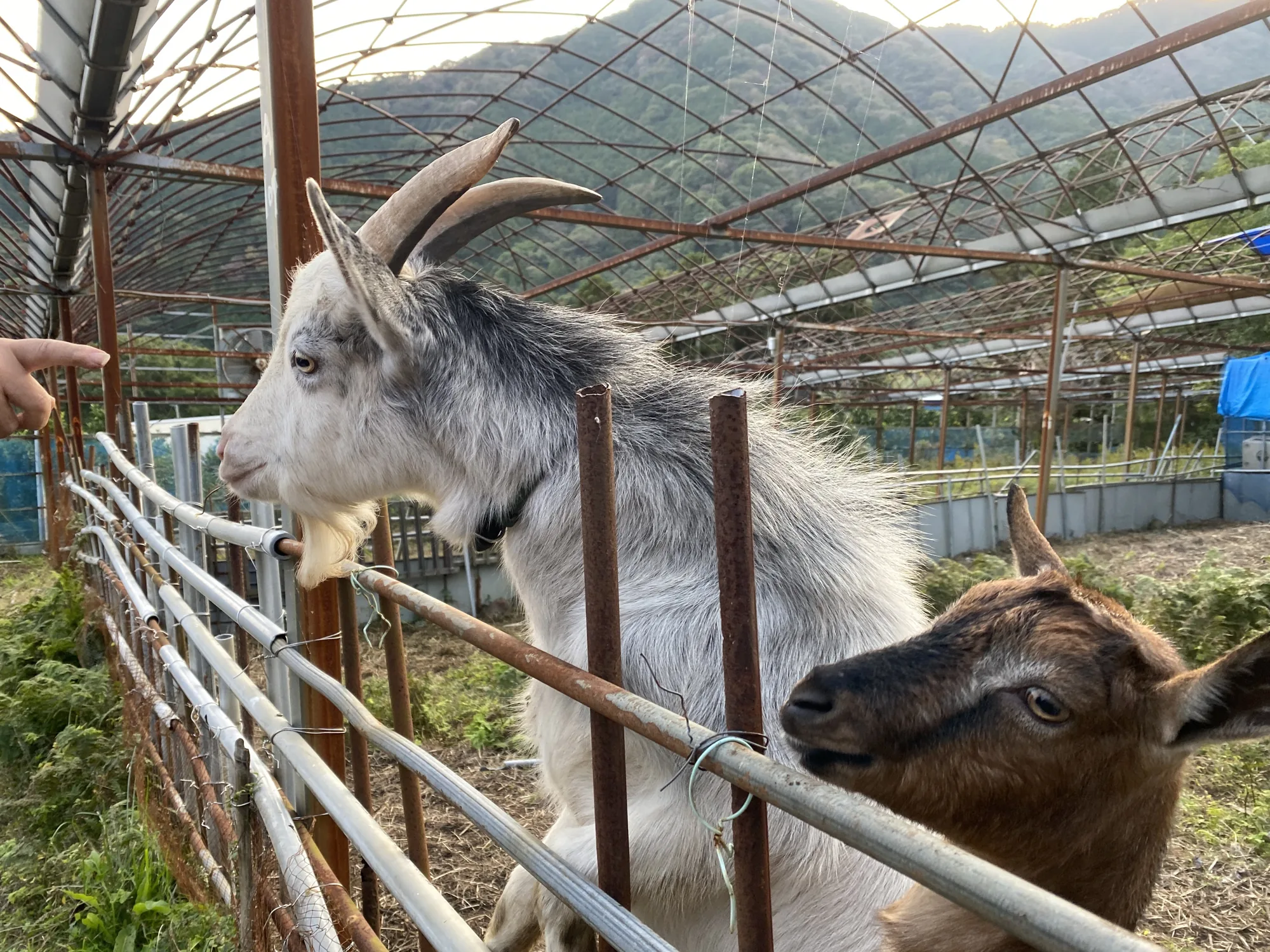 畑の柵から身を乗り出す二頭の山羊