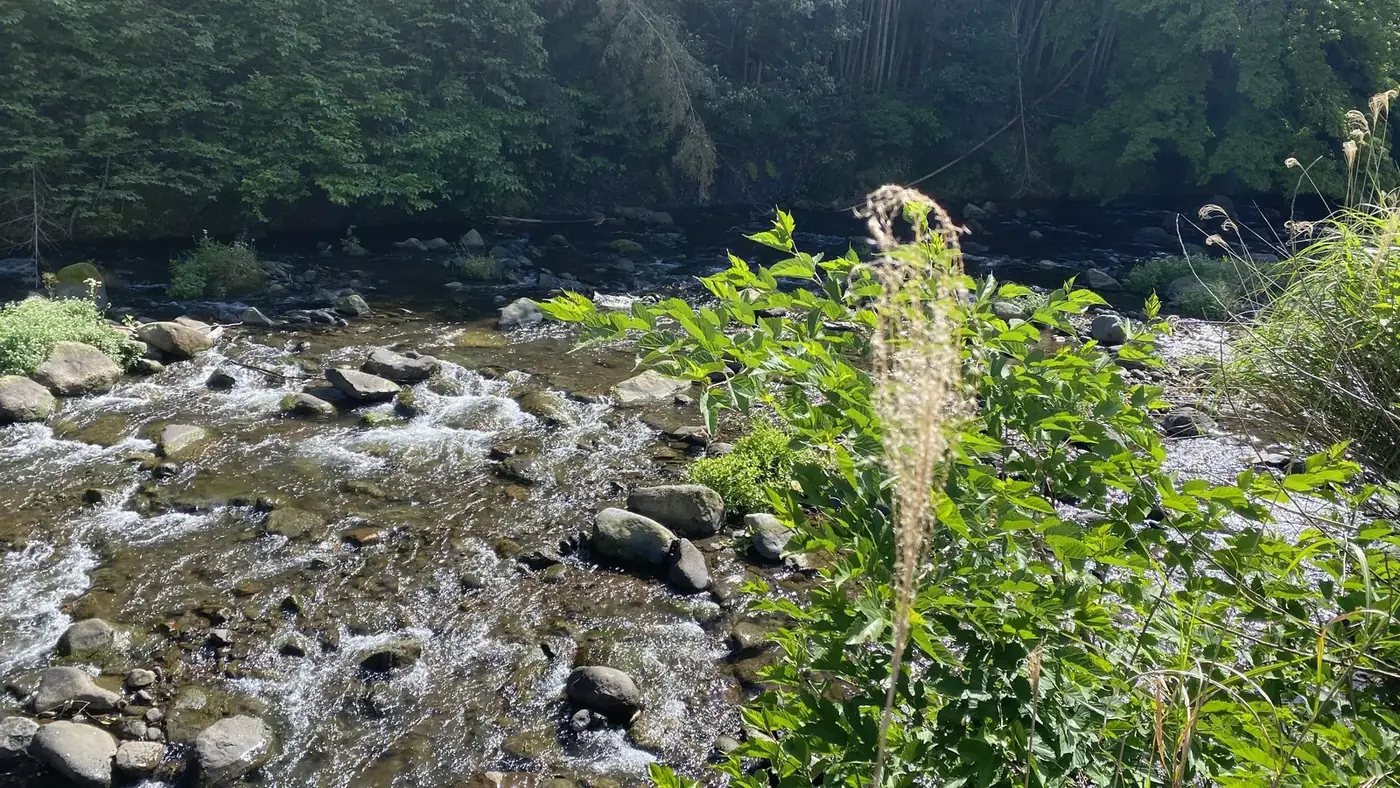 浅い川の丸い石の上を流れる水。手前の岸には草が茂り、対岸は森