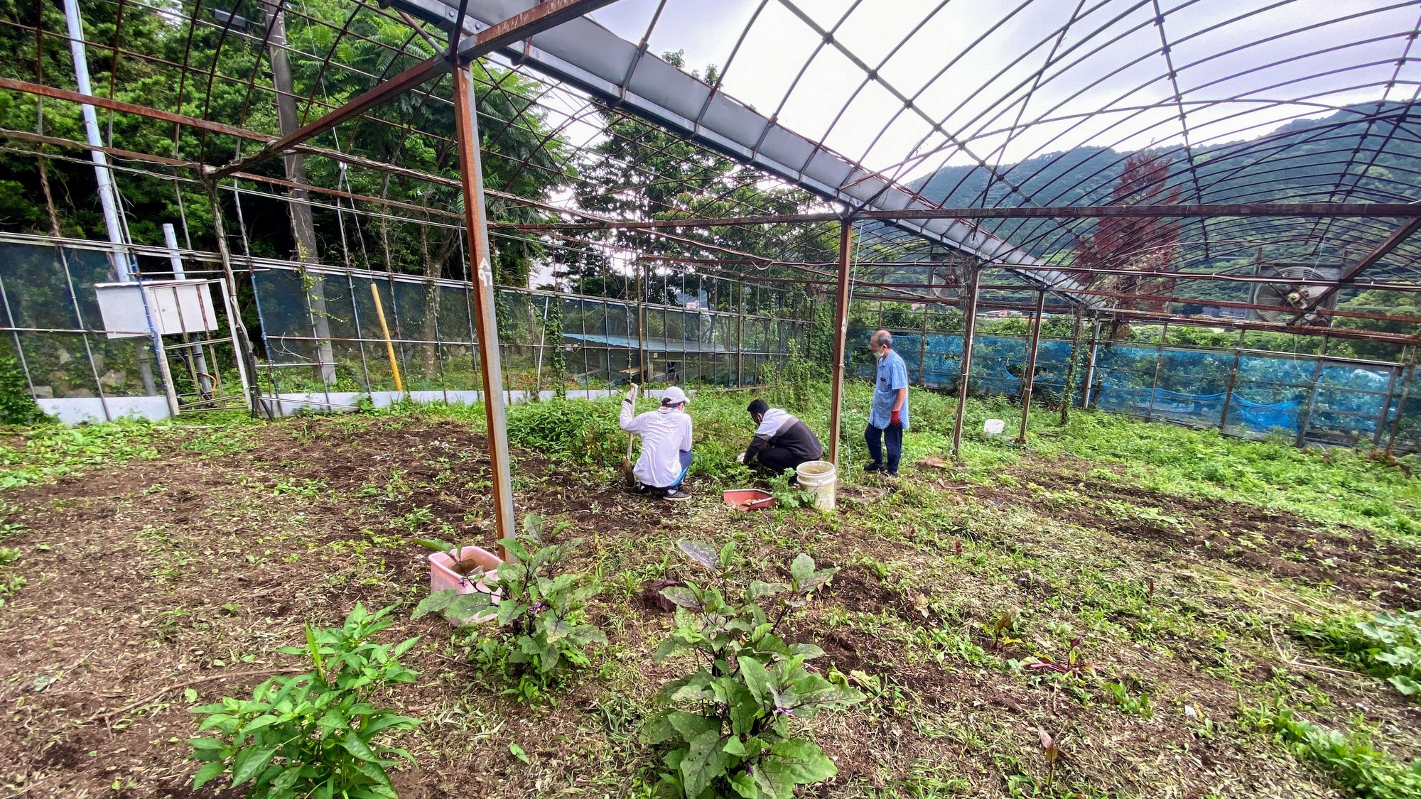 Three people clearing dense growth from an overgrown farm structure in Yugawara