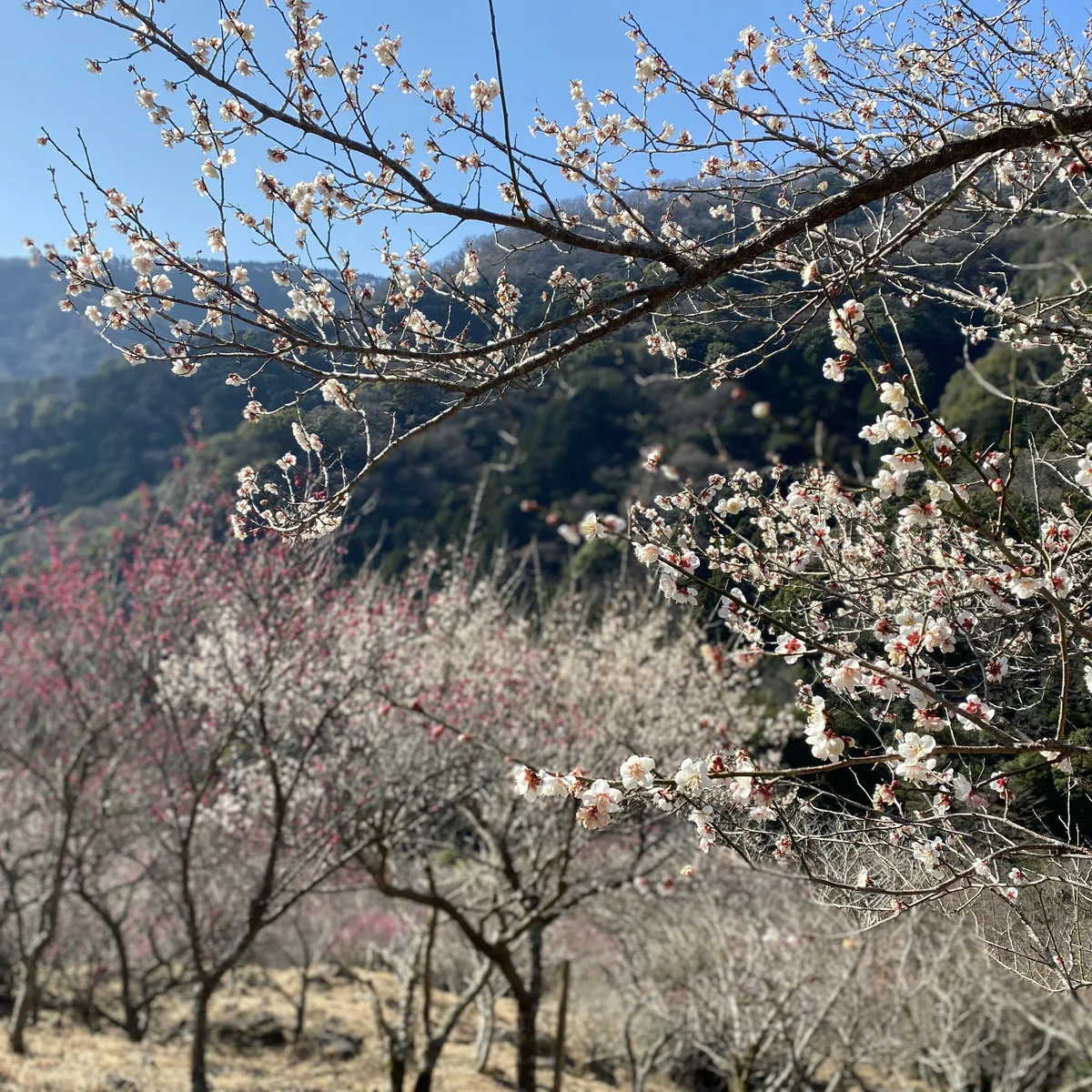 白梅の枝の向こうに、紅白の梅が咲く斜面と木々の山