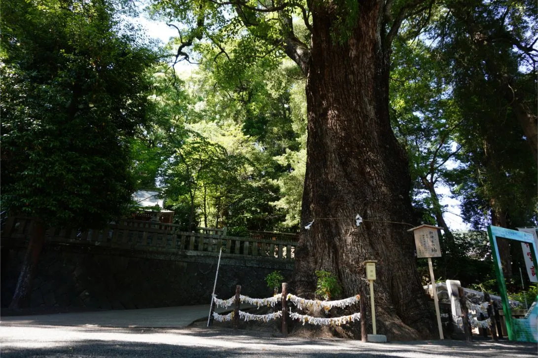 The sacred camphor tree