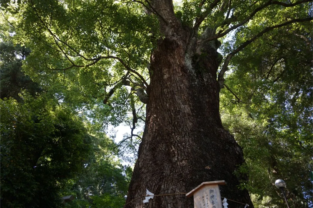 The sacred camphor tree