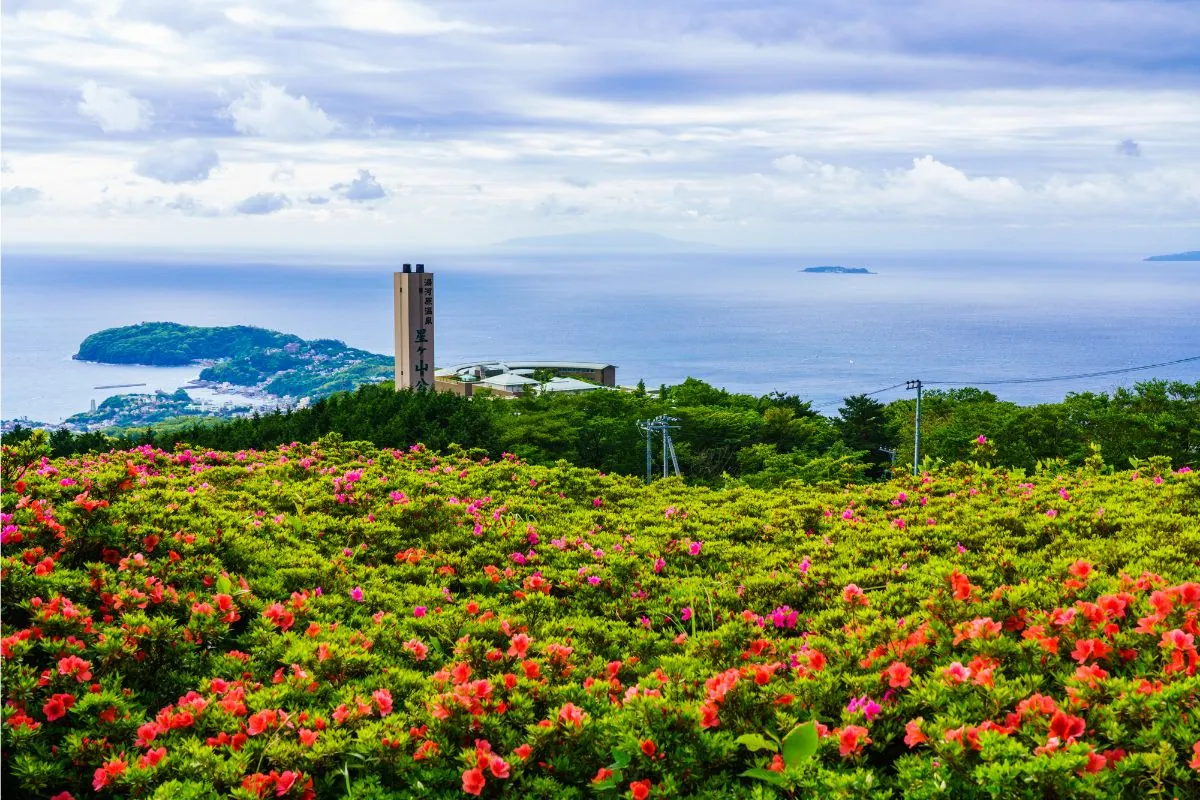 Azaleas above the sea