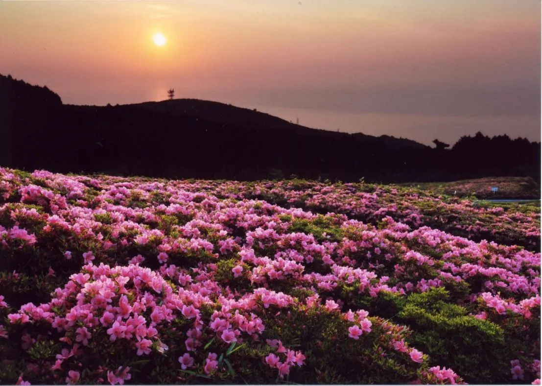 Azaleas at sunset