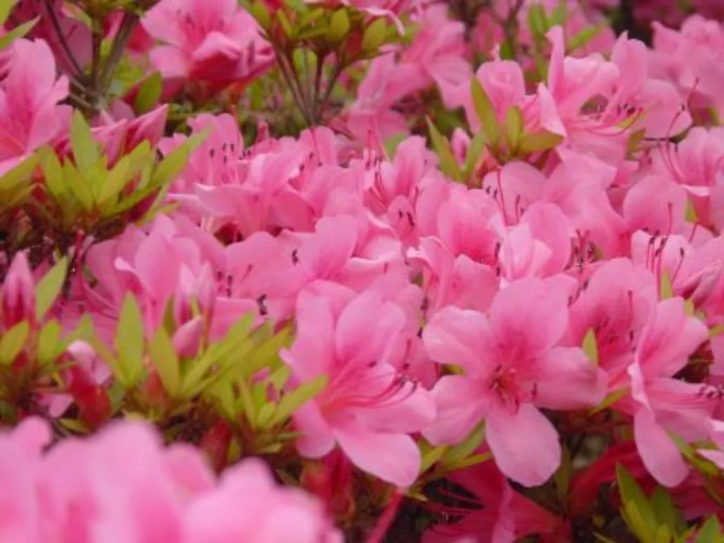 Satsuki azalea in bloom