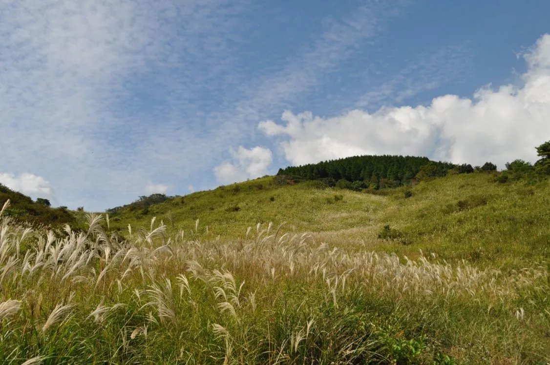 Silver grass on the hilltop