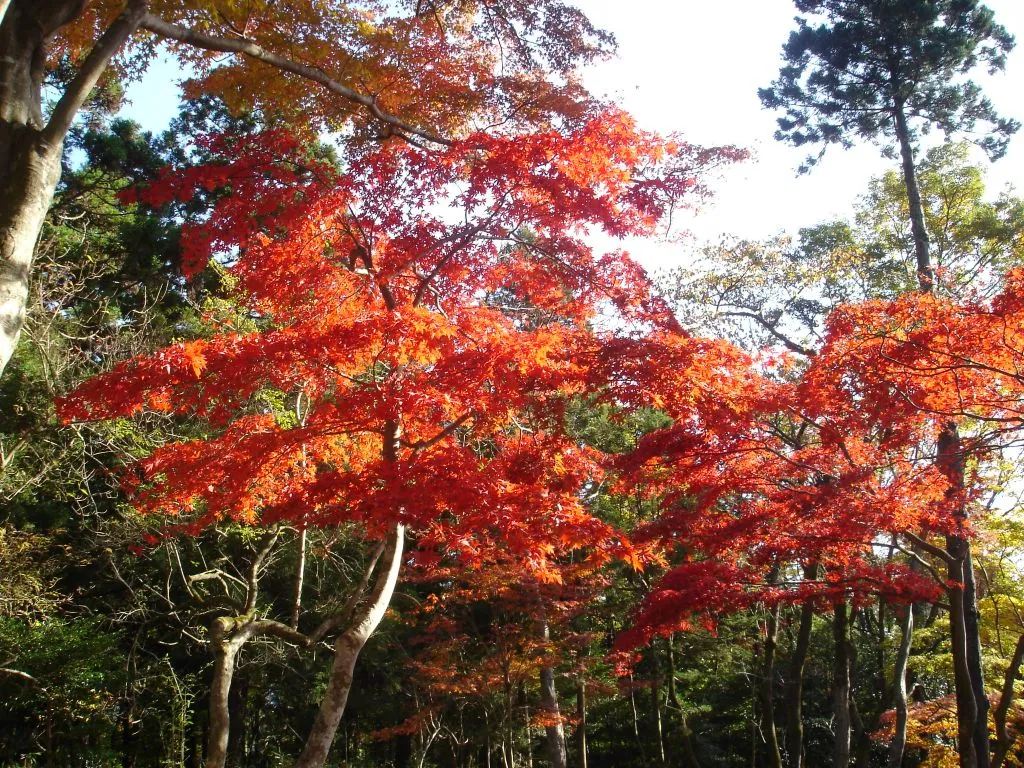 Autumn maples at Ikemine