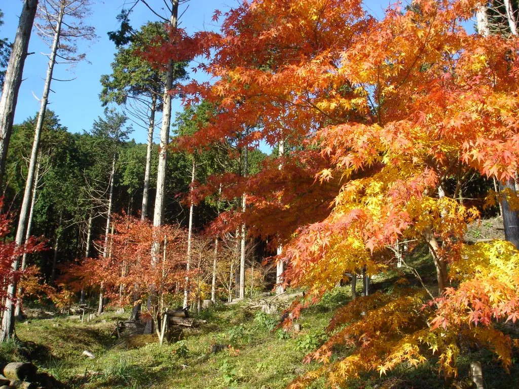 Autumn maples at Ikemine