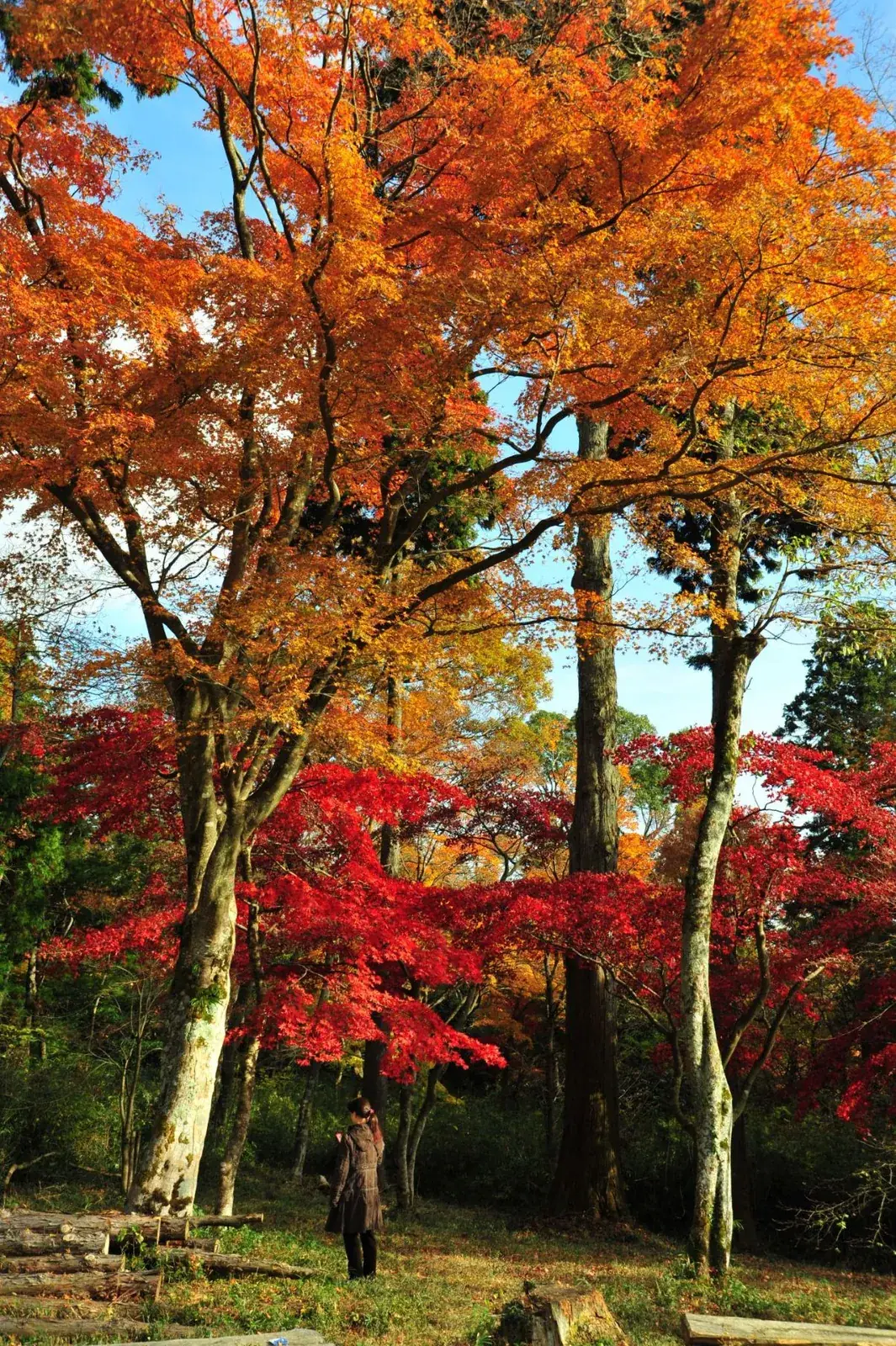 Autumn maples at Ikemine