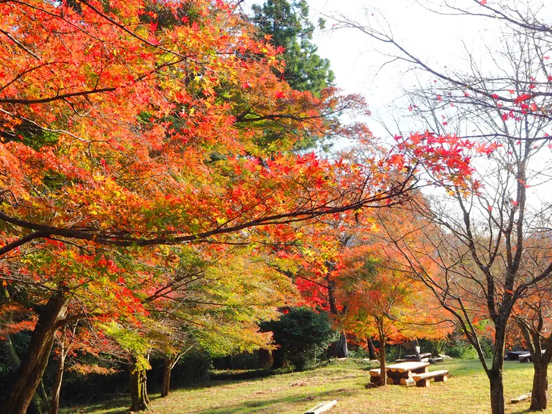 Red and orange maples over the picnic area