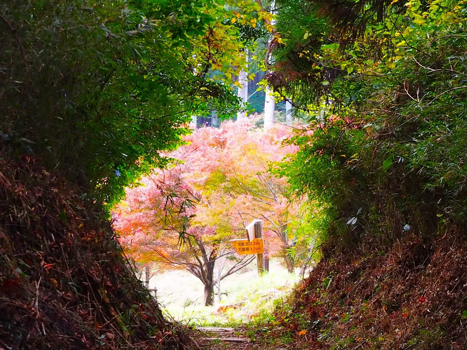 A tunnel of trees opening onto autumn colour