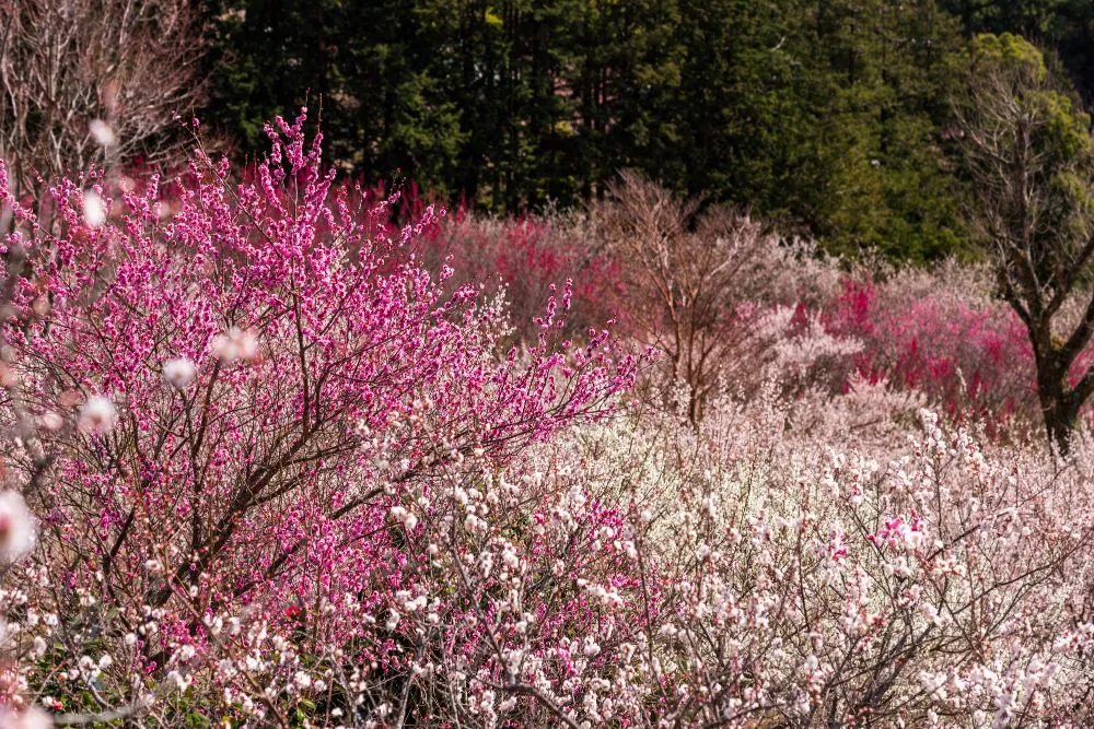 Plum blossom in pink and white