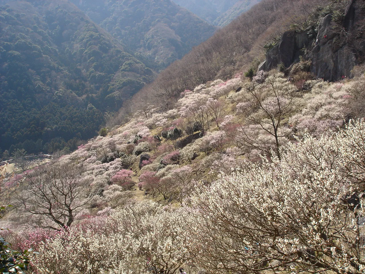 Plum trees covering the slopes