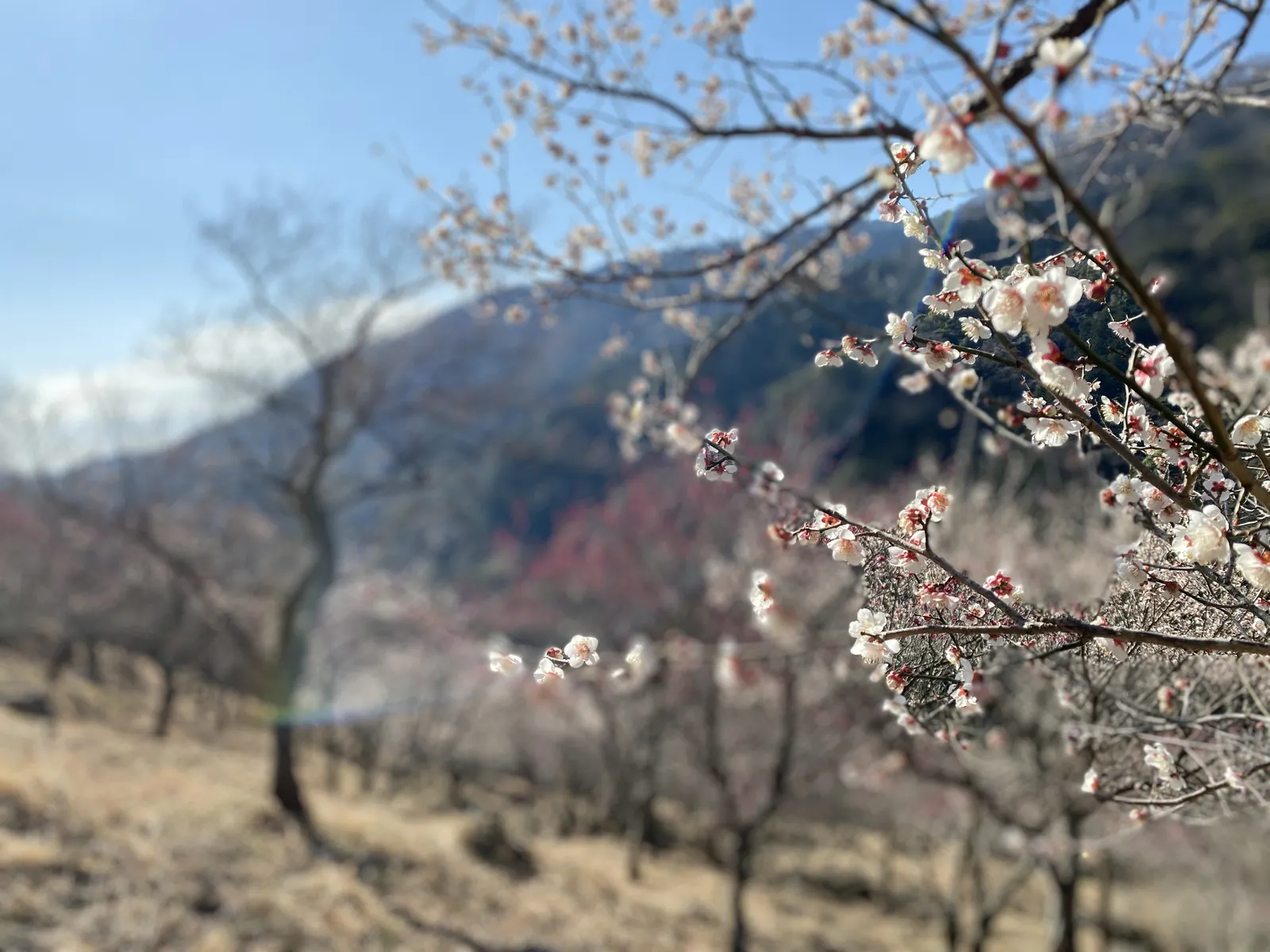 梅の花と、その向こうの谷