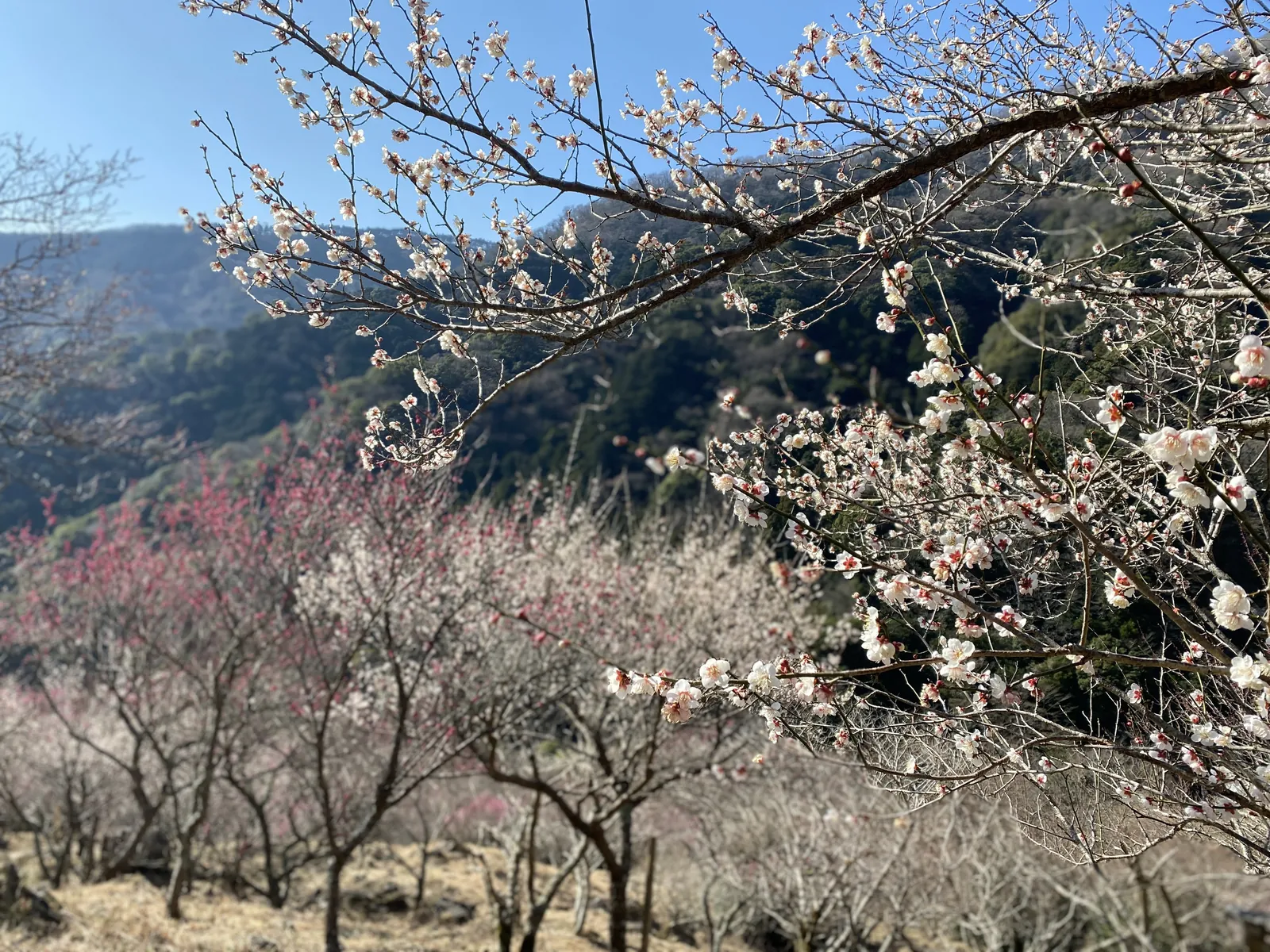 White and pink plum trees on the slopes of Makuyama Park
