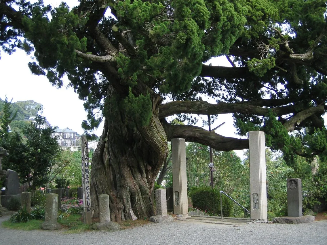 The old juniper at Joganji