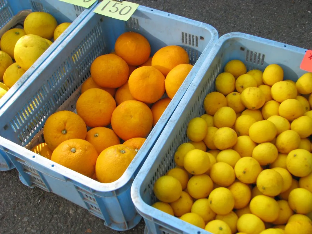 Local citrus for sale