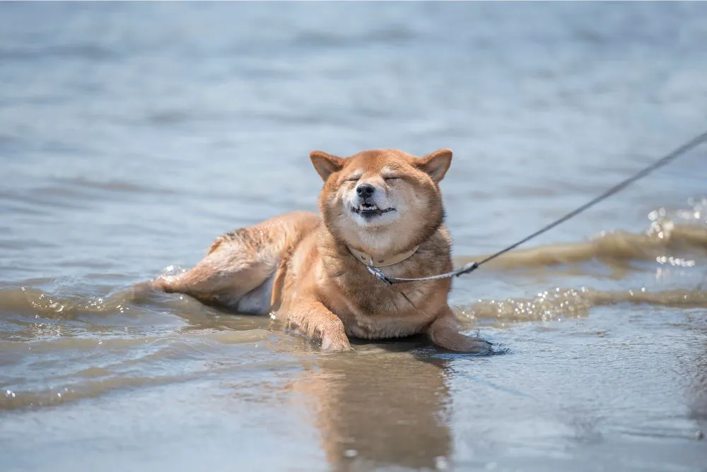 A dog cooling off in the shallows